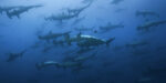 Undersea Hunter - Cocos Island Tauchsafari